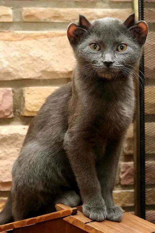 如何创作独特有趣的猫咪成人最新地域网名？让您的猫咪在网络世界中脱颖而出！