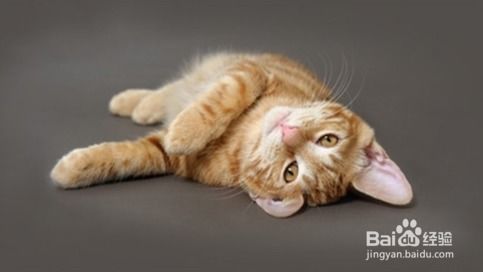 如何创作独特有趣的猫咪成人最新地域网名？让您的猫咪在网络世界中脱颖而出！