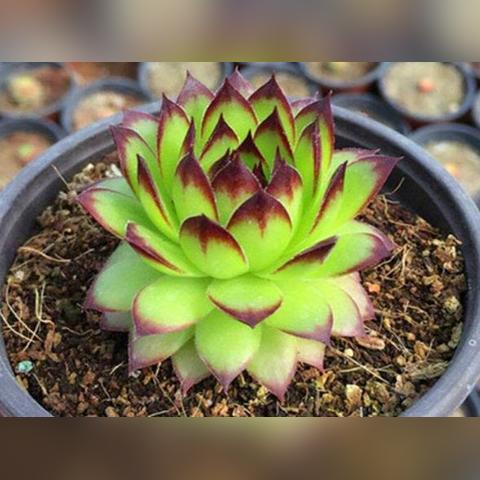 (观音莲的种植方法和注意事项)观音莲的主要内容：种植技巧、养护方法和营养需求详解