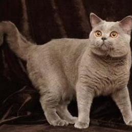 开心猫舍官方：让您的猫咪快乐健康，提供专业的照顾和关爱服务