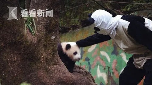 (帮熊猫走出迷宫)揭开熊猫迷局，寻找脱困之路-揭密熊猫迷局，探寻脱困之策